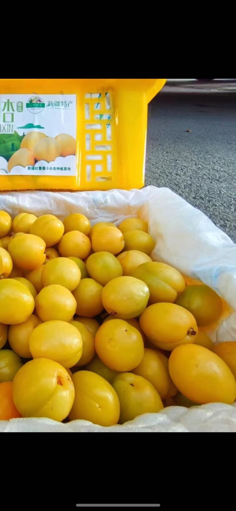 精品小白杏大量上市品质保证量大从优一手货源