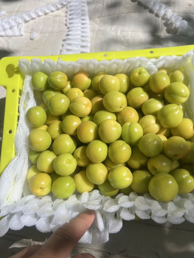 精品小白杏大量上市品质保证量大从优一手货源