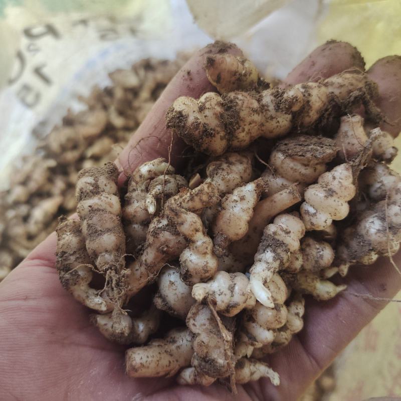 螺丝菜种子