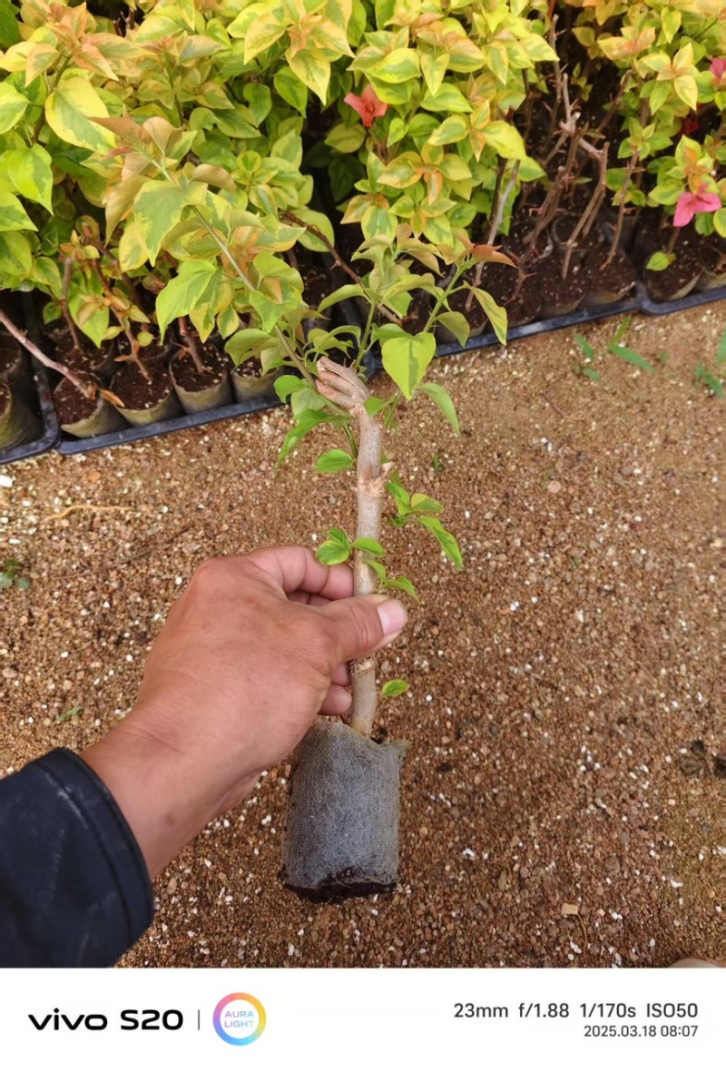 三角梅袋苗各种品种各色规格