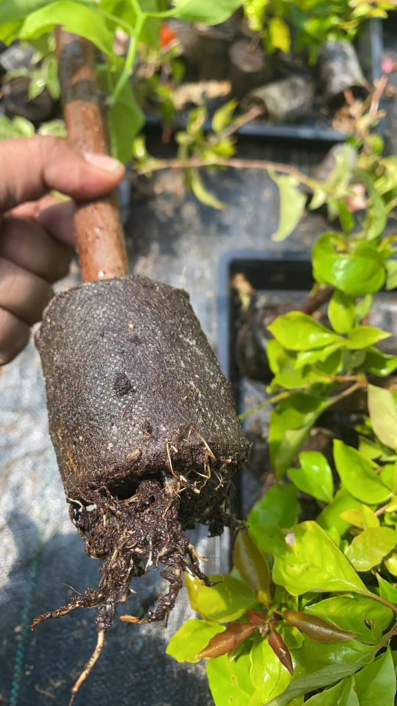 三角梅袋苗各种品种各色规格