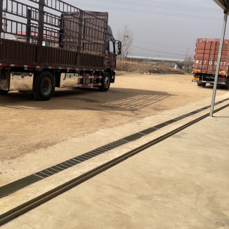 107杨树苗