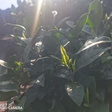 安吉白茶头采