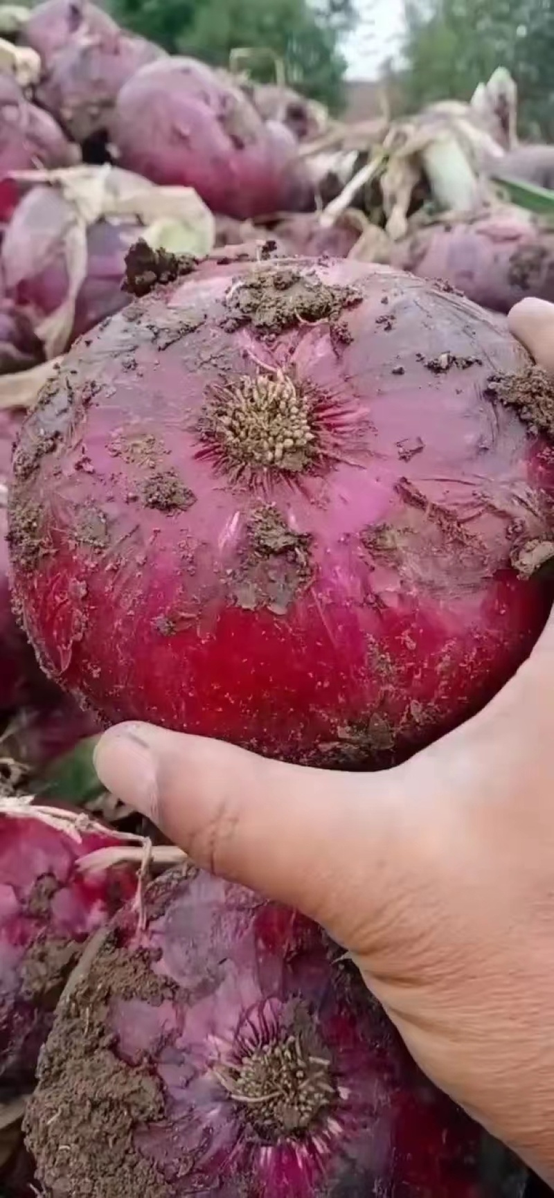 山东临沂红皮洋葱，口感脆辛辣，产地批发，现场出货一手货源