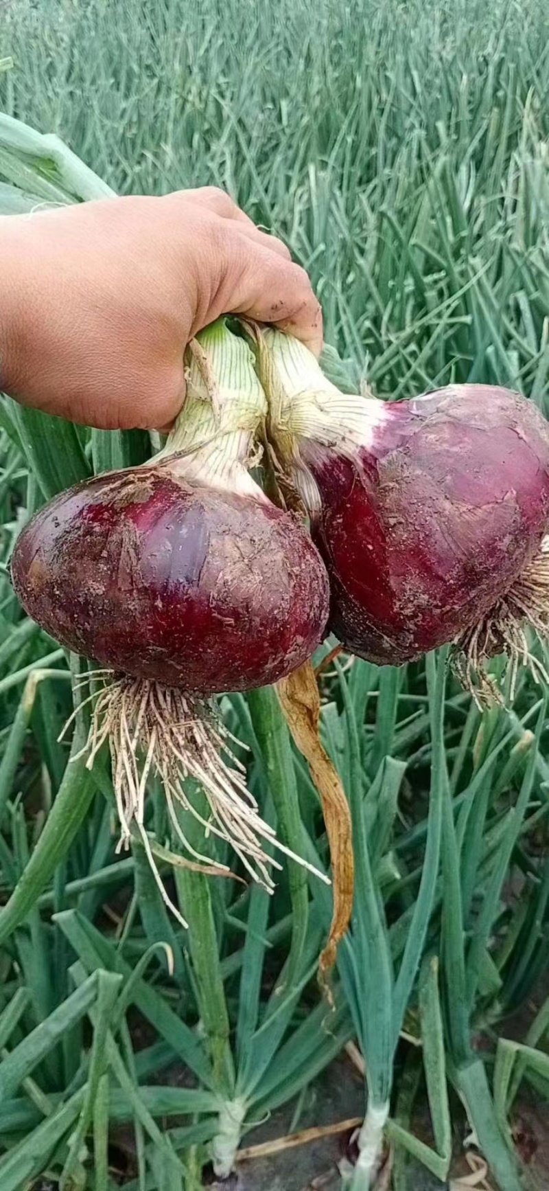 山东临沂红皮洋葱，口感脆辛辣，产地批发，现场出货一手货源
