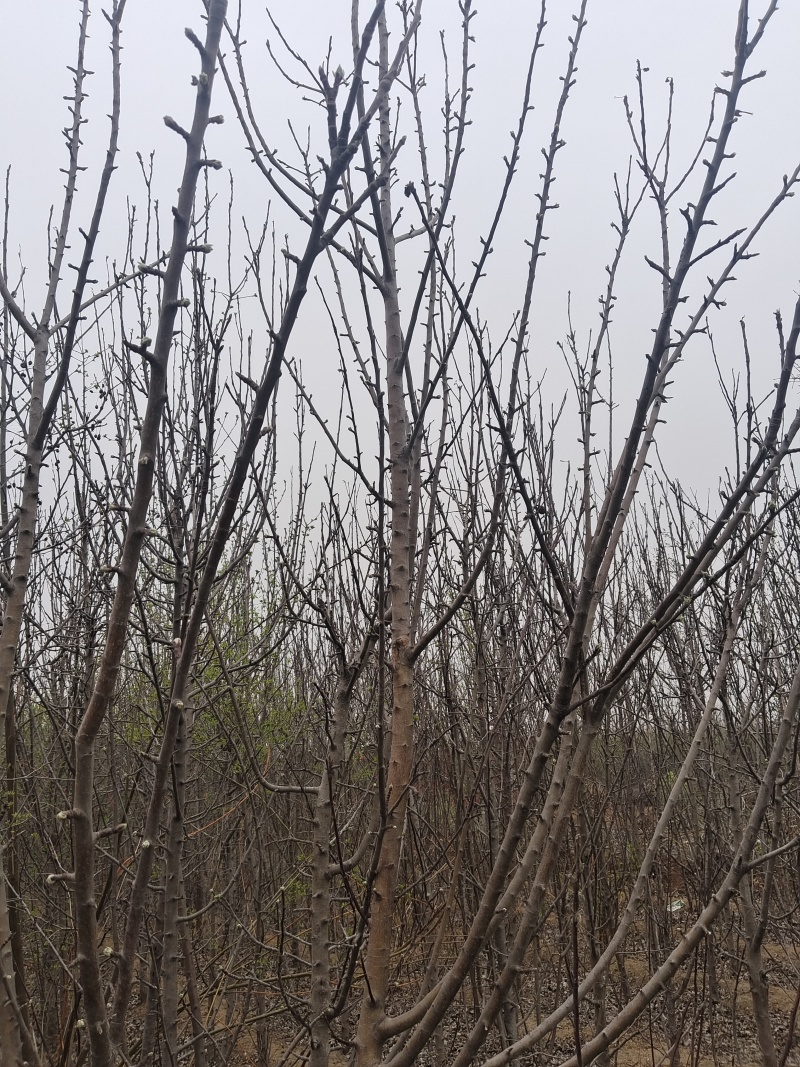 柱状苹果苗