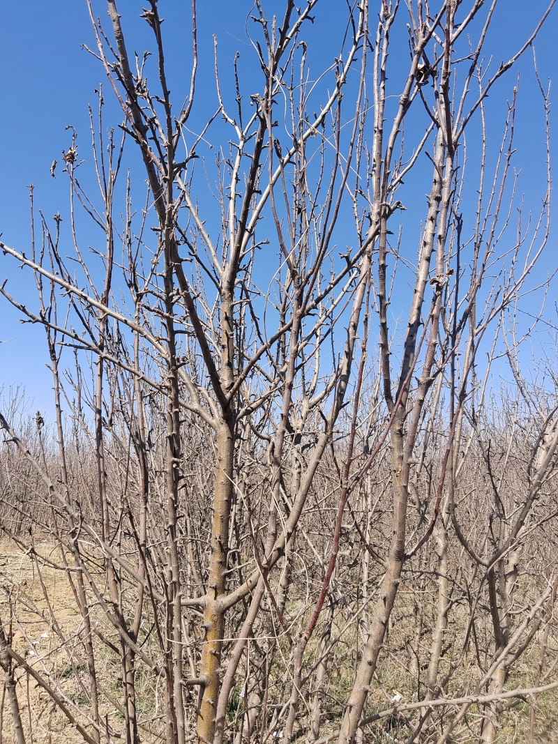 柱状苹果苗