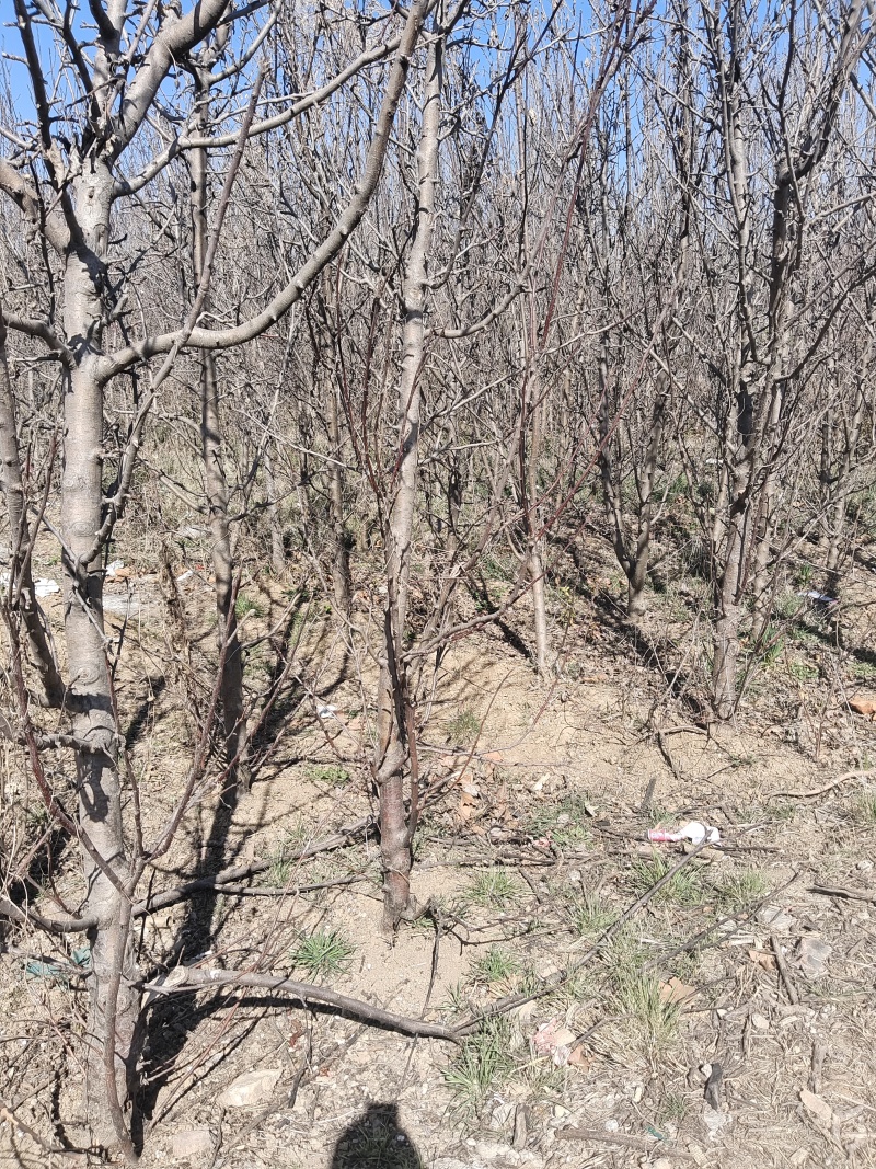柱状苹果苗