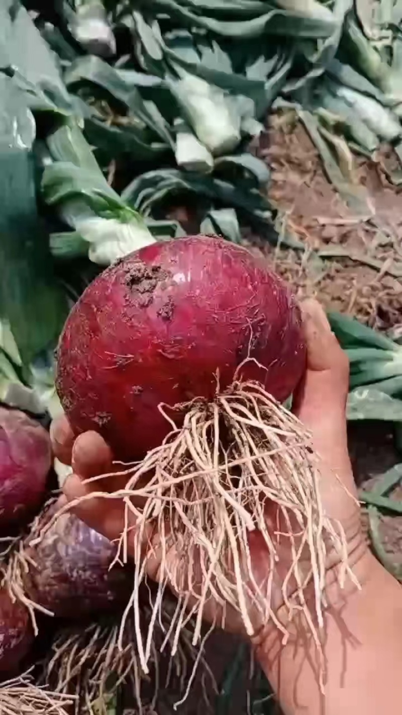 山东临沂红皮洋葱，口感脆辛辣，产地批发，现场出货一手货源