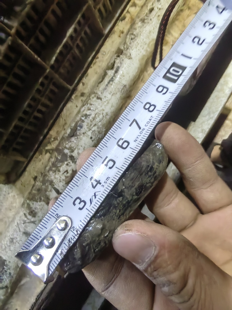 鲜活蛏子，无沙，无泥，量大，可长年供应