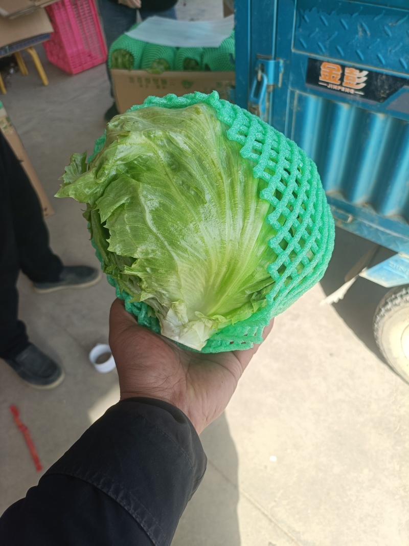 大棚圆生菜
