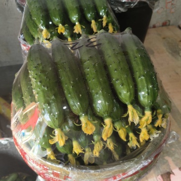 绥中秋黄瓜
