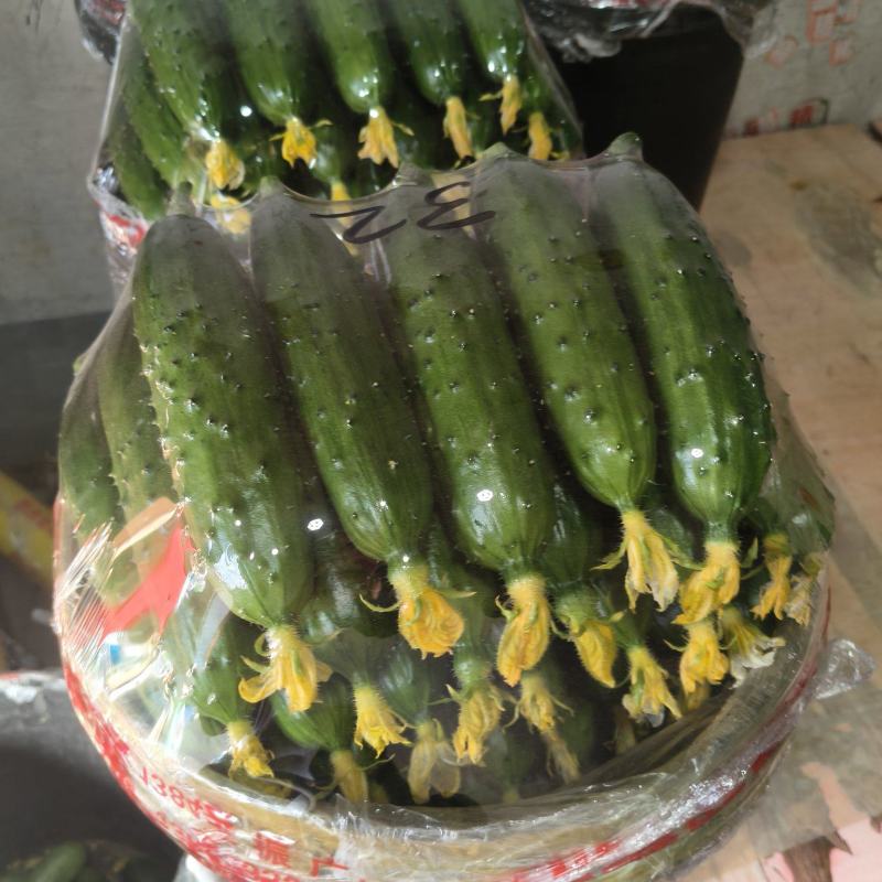 绥中秋黄瓜