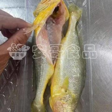 三去黄花鱼，A级品