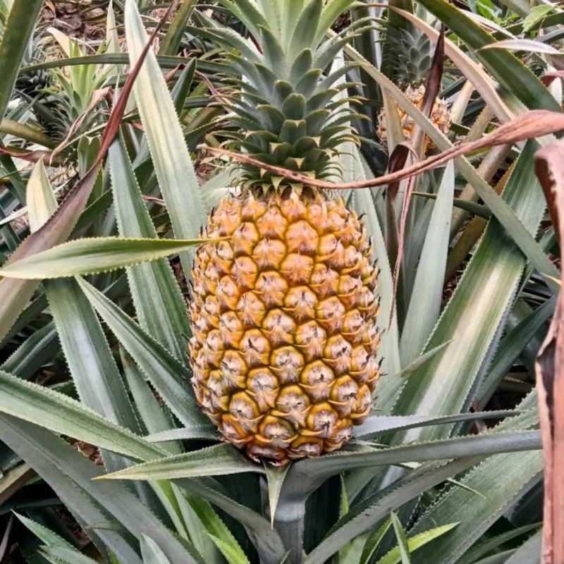 云南香水菠萝一手货源产地直发可一件代发可整车走货