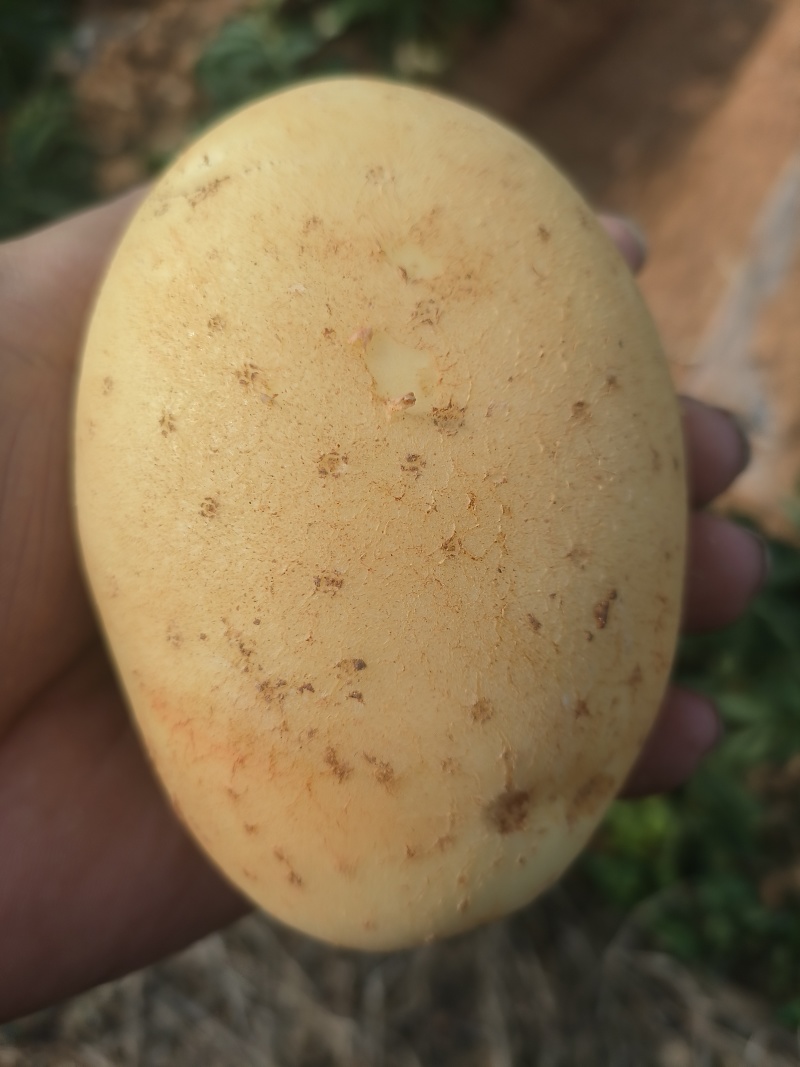 【实力鲜货】洋芋黄心土豆沃土V7精品红土地土豆三两起