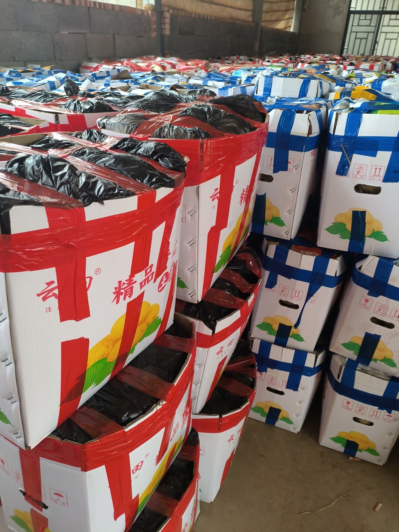 【实力鲜货】洋芋黄心土豆沃土V7精品红土地土豆三两起
