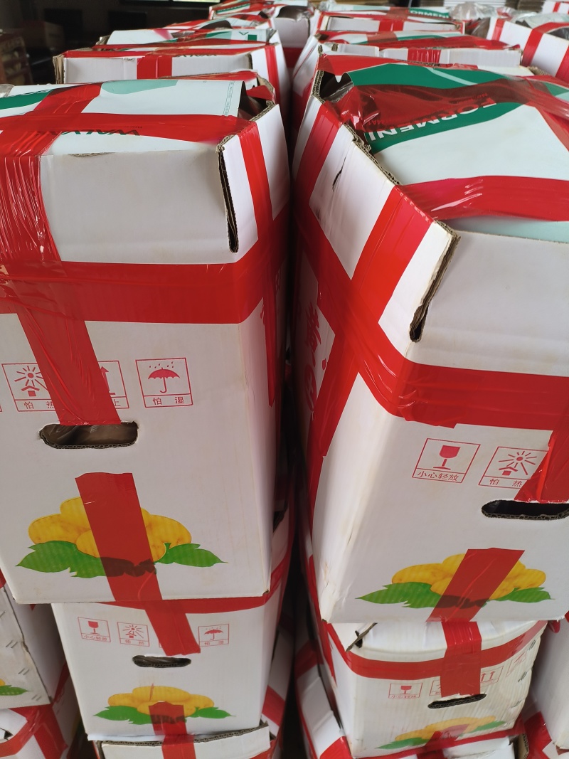 【实力鲜货】洋芋黄心土豆沃土V7精品红土地土豆三两起