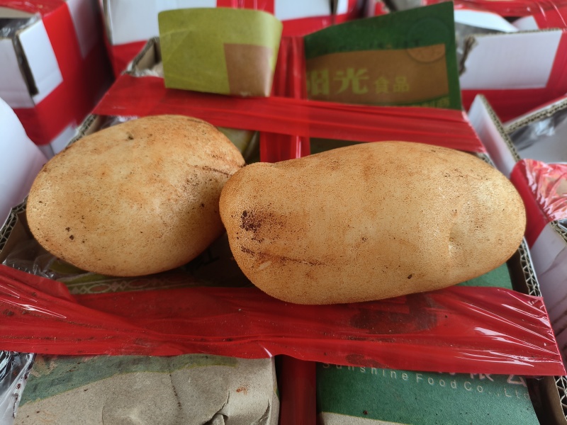 【实力鲜货】洋芋黄心土豆沃土V7精品红土地土豆三两起