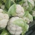 襄城县崔结实代收各种疏菜瓜果欢迎您？精品花菜正在上市中