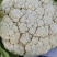 襄城县崔结实代收各种疏菜瓜果欢迎您？精品花菜正在上市中