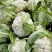 襄城县崔结实代收各种疏菜瓜果欢迎您？精品花菜正在上市中