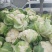 襄城县崔结实代收各种疏菜瓜果欢迎您？精品花菜正在上市中