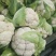 襄城县崔结实代收各种疏菜瓜果欢迎您？精品花菜正在上市中