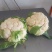 襄城县崔结实代收各种疏菜瓜果欢迎您？精品花菜正在上市中