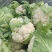 襄城县崔结实代收各种疏菜瓜果欢迎您？精品花菜正在上市中