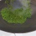 东山碧螺春