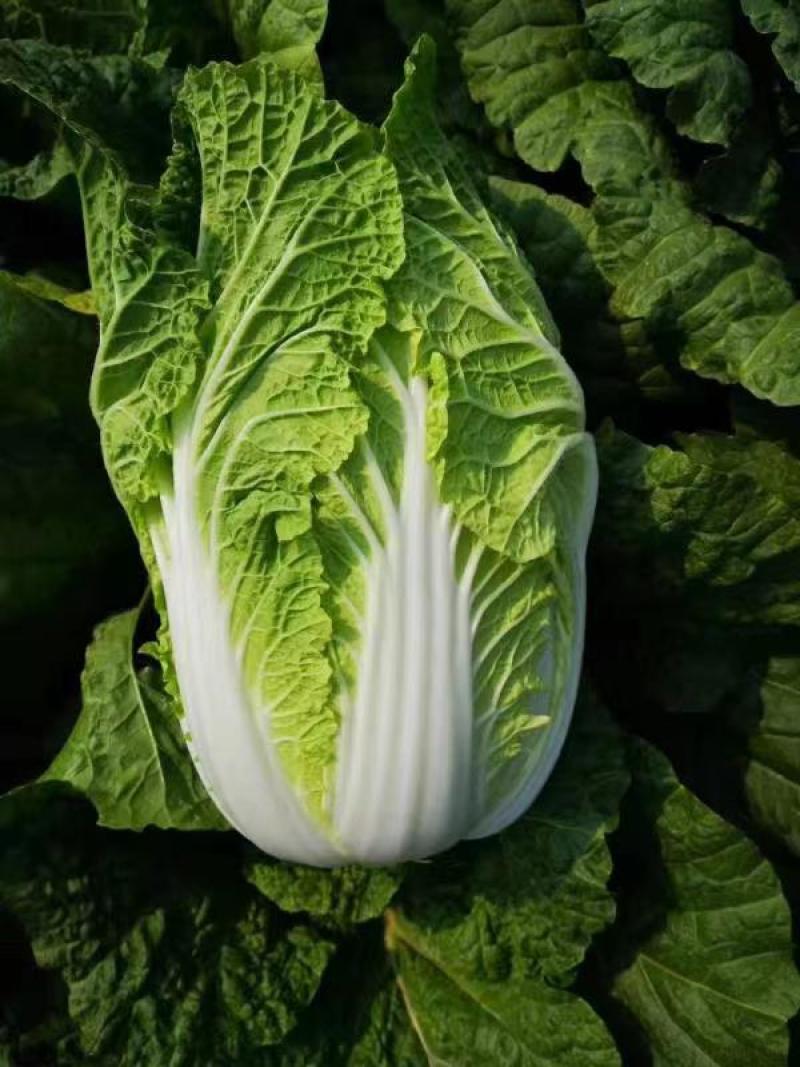 白菜山东黄心白菜货源充足肉质翠绿内心黄色无烧边