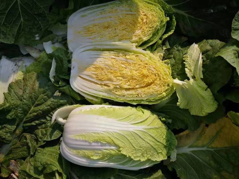 白菜山东黄心白菜货源充足肉质翠绿内心黄色无烧边