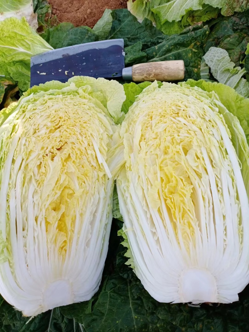 白菜山东黄心白菜货源充足肉质翠绿内心黄色无烧边