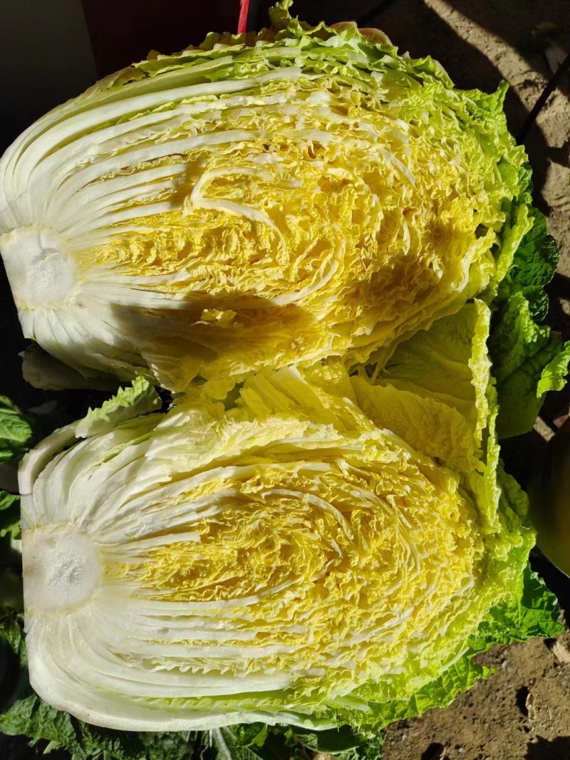 白菜山东黄心白菜货源充足肉质翠绿内心黄色无烧边