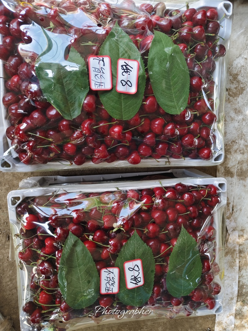 露天精品万亩大樱桃