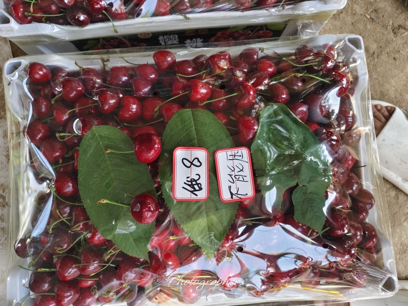 露天精品万亩大樱桃