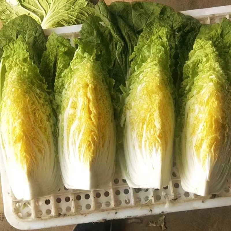 白菜山东黄心白菜货源充足肉质翠绿内心黄色无烧边