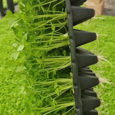 芹菜苗