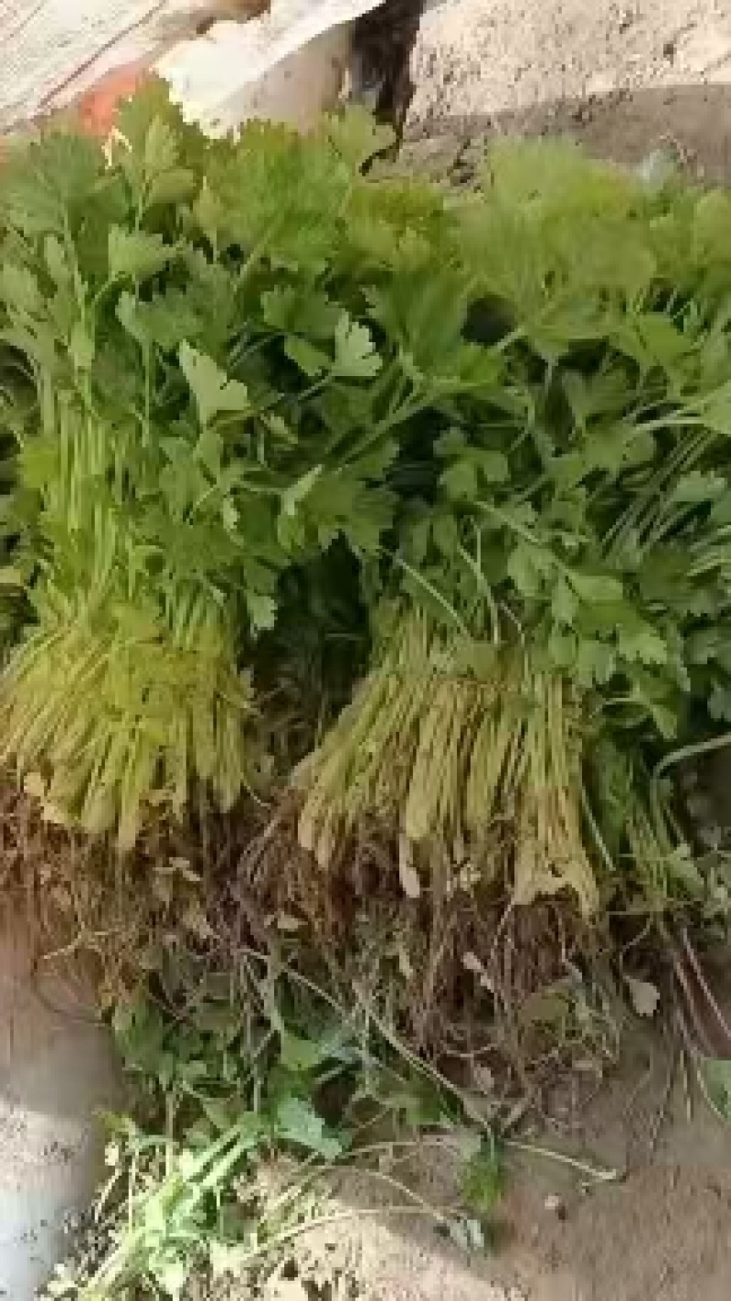 芹菜苗