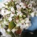 梨花粉，出售花蕊，梨花机，，，，。。。。