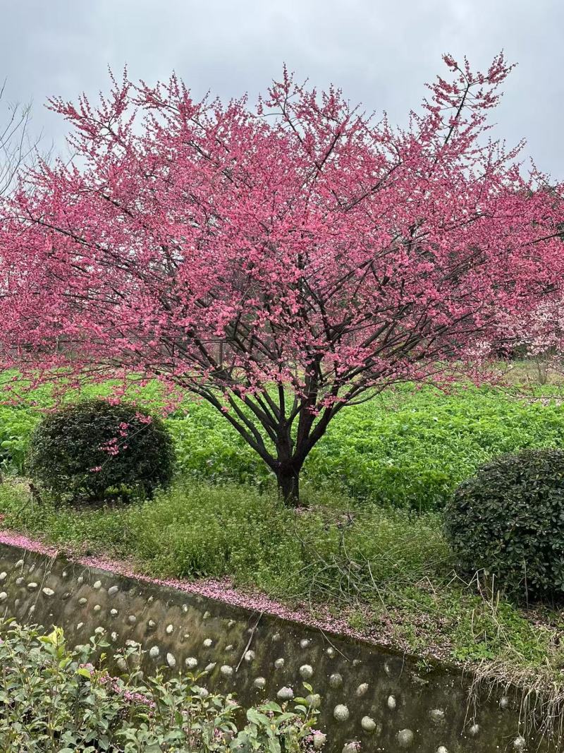 红梅