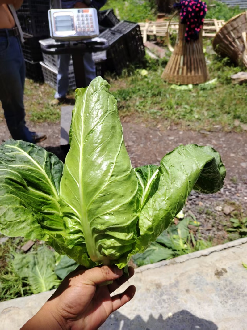 湖北精品牛心甘蓝大量上市品质保证量大从优一手货源