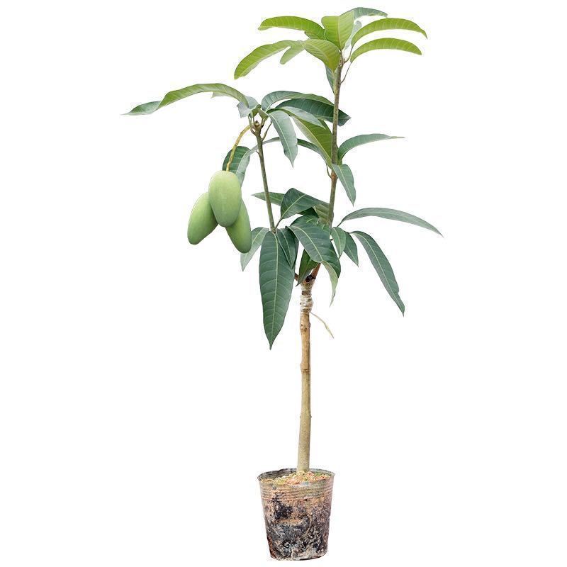金煌芒四季芒鸡蛋芒贵妃芒凯特芒果苗
