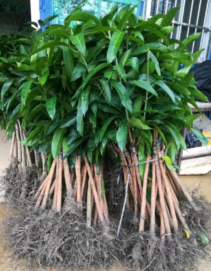 金煌芒四季芒鸡蛋芒贵妃芒凯特芒果苗