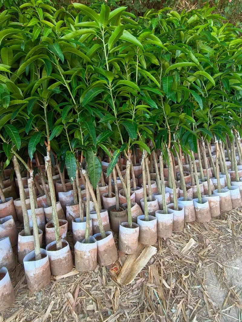 金煌芒四季芒鸡蛋芒贵妃芒凯特芒果苗
