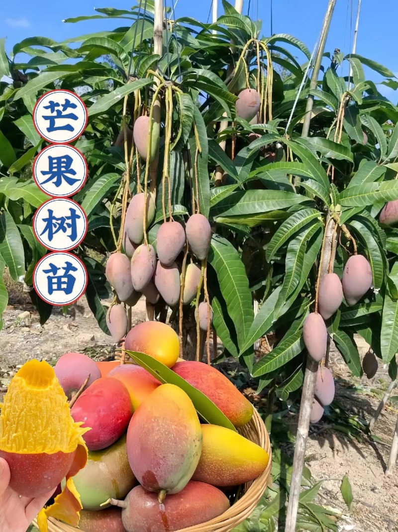 金煌芒四季芒鸡蛋芒贵妃芒凯特芒果苗