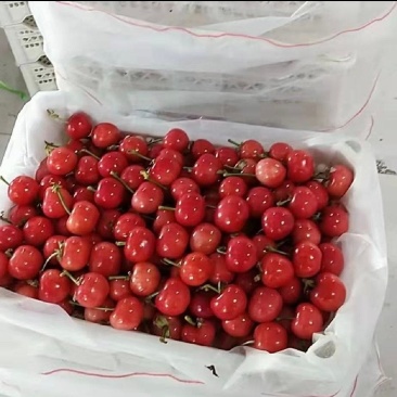 红灯樱桃大量供应产地批发全国发货市场电商