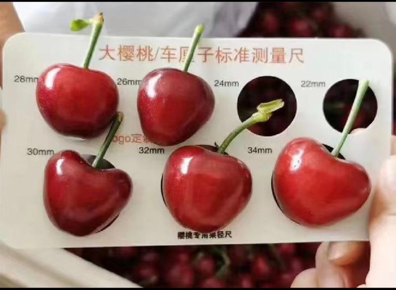 先锋大樱桃产地批发大量供应全国发货