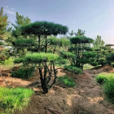 造型油松